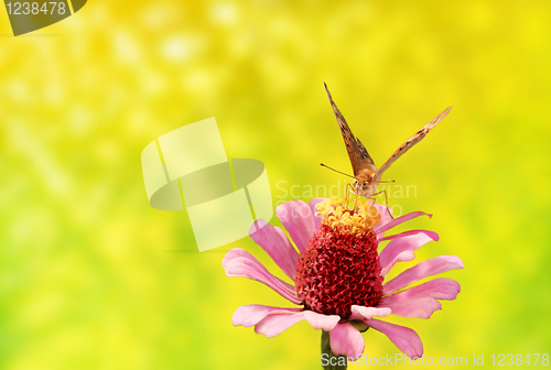 Image of Flower and butterfly