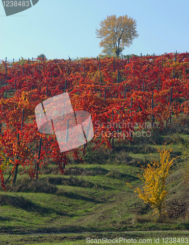 Image of Vine yard in the autumn