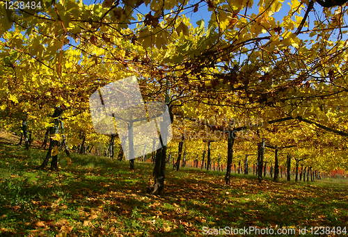 Image of Vine yard in autumn