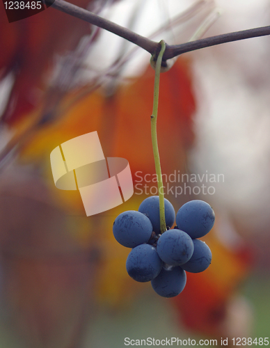 Image of Lambrusco grapes