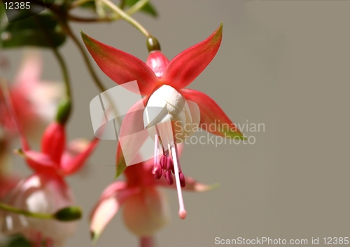 Image of Fuchsia