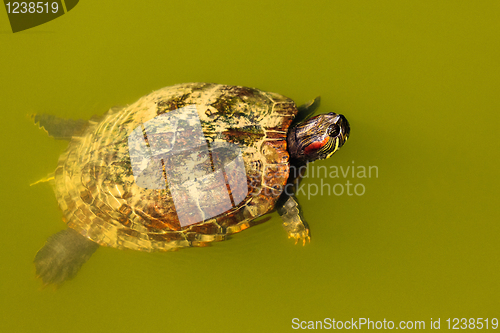 Image of Turtle swimming.