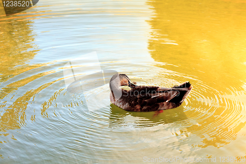 Image of Wild duck in the water.