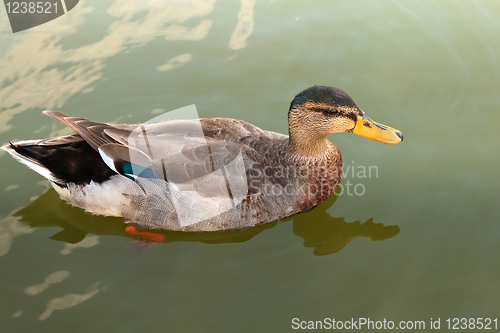 Image of Wild duck in the water.