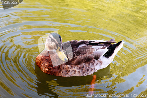 Image of Wild duck in the water.