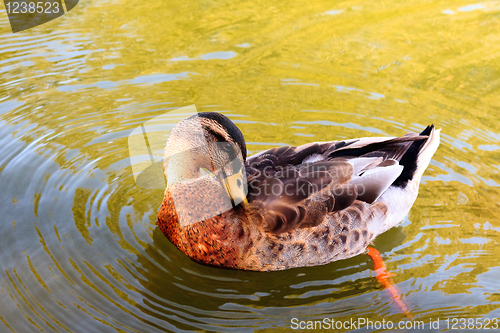Image of Wild duck in the water.