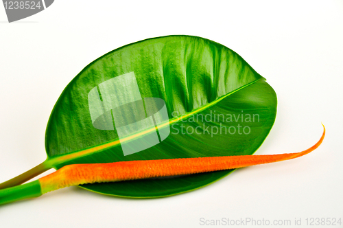 Image of Rubber tree leaf. Macro.