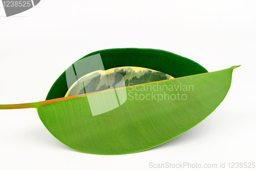 Image of Three rubber tree leaves.
