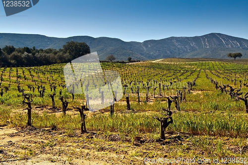Image of Vineyards in the foothills.