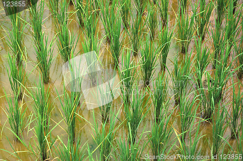 Image of Rice paddy