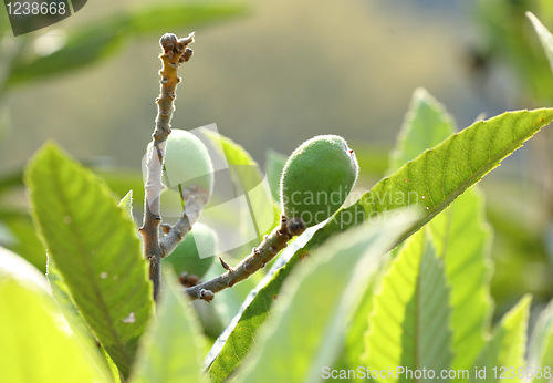 Image of Loquat