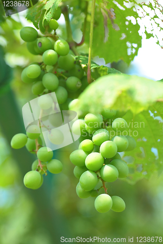 Image of organic green grape