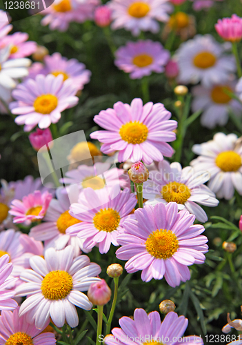 Image of flower field
