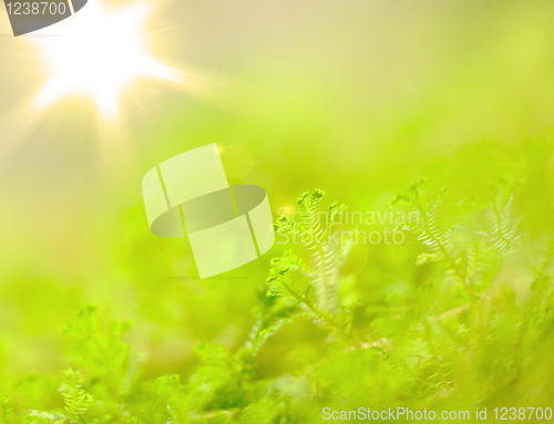 Image of background with plants