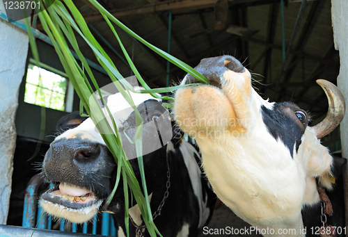 Image of feeding cow