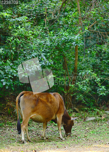 Image of cow