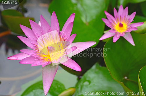 Image of lotus flower