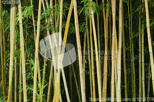 Image of bamboo