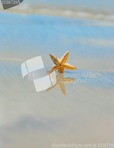 Image of Starfish on the Beach