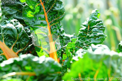 Image of fresh vegetable