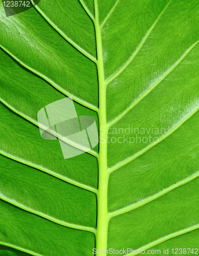 Image of leaf texture