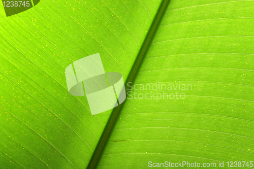 Image of leaf close up