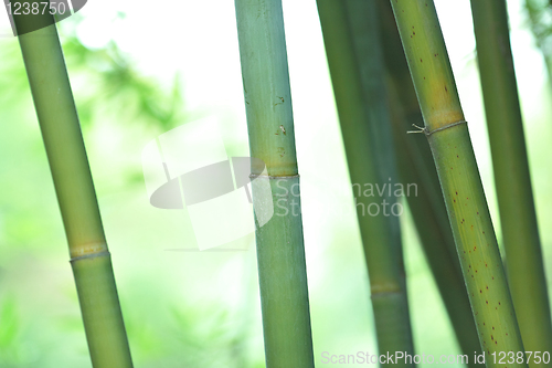 Image of bamboo