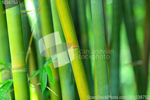 Image of bamboo
