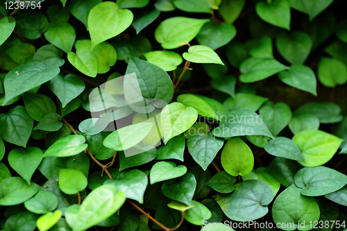 Image of leaf background