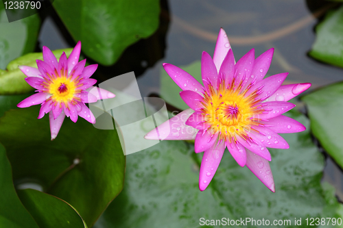 Image of lotus flower
