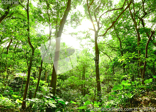 Image of sunbeam shine through green forest
