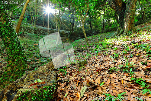 Image of sunbeam shine through green forest