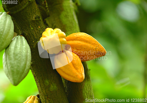 Image of Cocoa pods