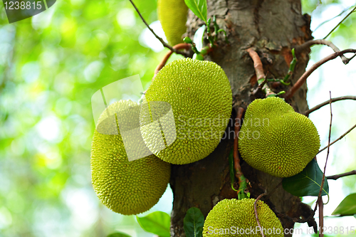 Image of Jackfruit on tree