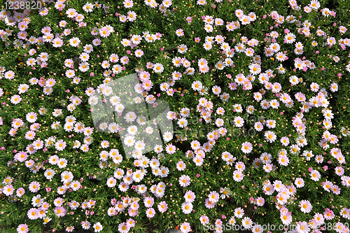 Image of flower field