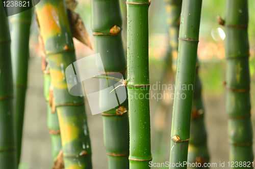 Image of bamboo
