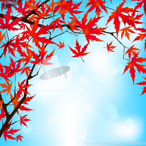 Image of Red Japanese Maple leaves against blue sky. EPS 8