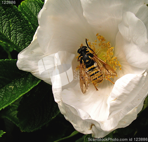 Image of collecting of nectar