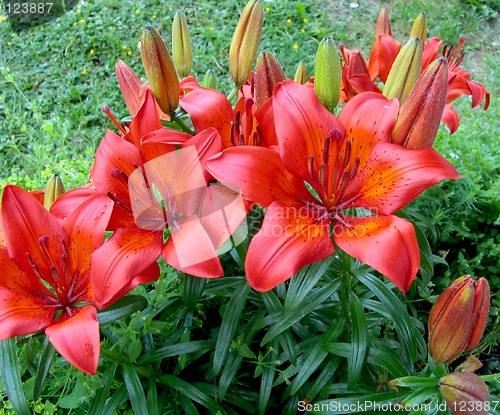 Image of orange lily