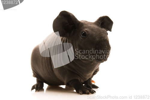 Image of skinny guinea pig