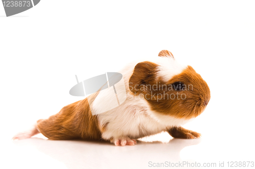 Image of baby guinea pig