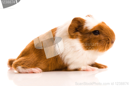 Image of baby guinea pig