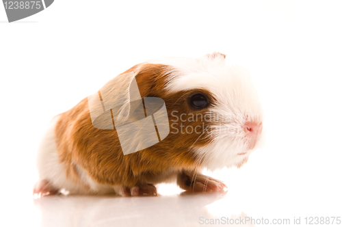 Image of baby guinea pig