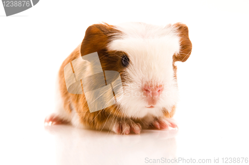 Image of baby guinea pig