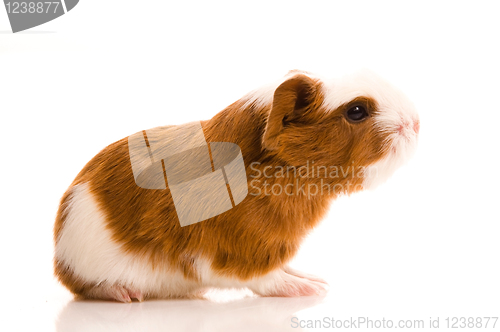 Image of baby guinea pig