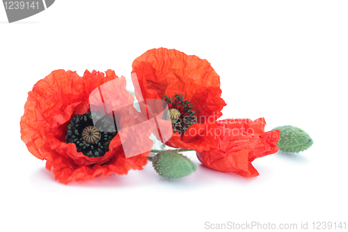 Image of red poppies