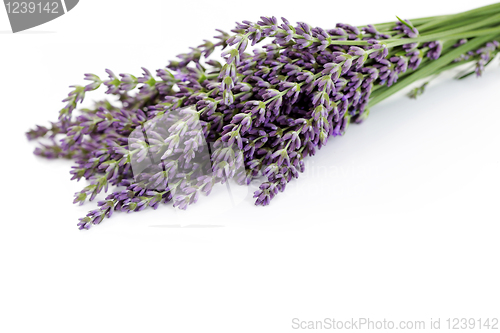 Image of lavender flowers