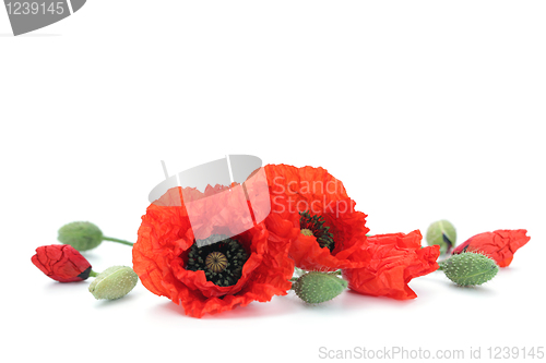 Image of red poppies