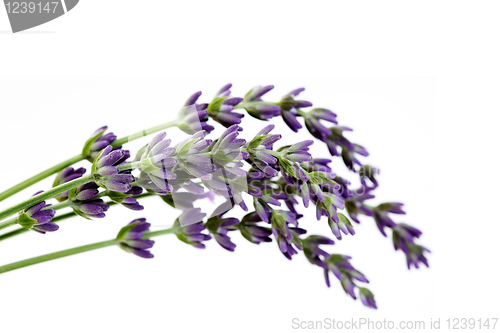 Image of lavender flowers
