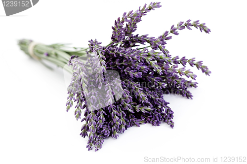 Image of lavender flowers
